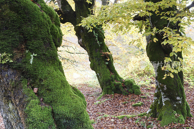 Irati forest，潘普洛纳，纳瓦拉，西班牙。